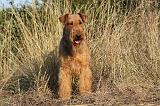 AIREDALE TERRIER 048